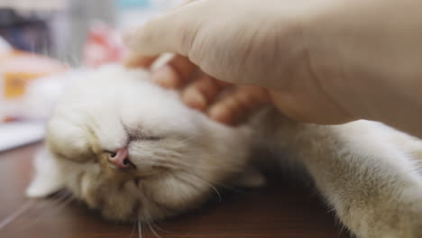 closeup of white and brown tan cat laying on back, cute pet enjoying the day