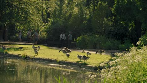 early summer wide shot of the canada geese relaxing by the side of a lake on a sunny day while people enjoy a sunny day at leeds castle, kent, england
