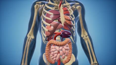 detailed anatomical overview of the human body featuring the skeletal, digestive, and circulatory systems in a detailed and informative presentation