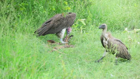 Large-Lappet-Faced-Vulture-dominates-juvenile-White-Backed-at-carrion