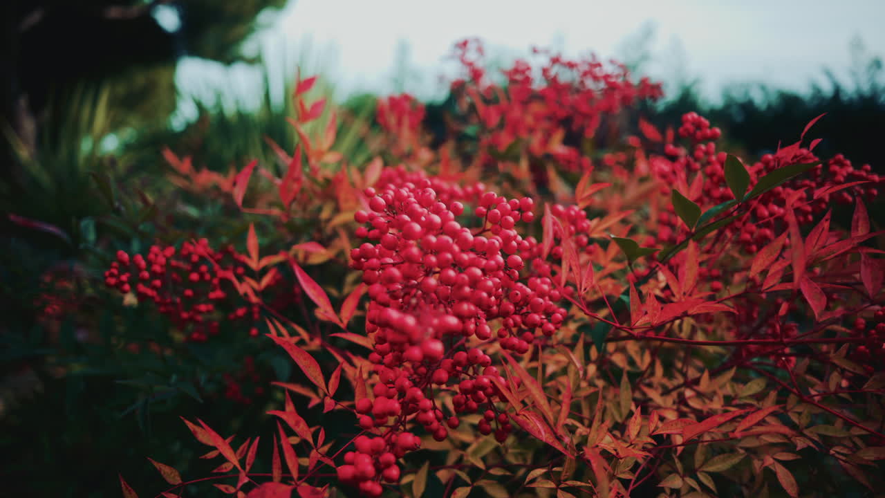 Close up of red berries on a branch, with blurred foliage creating a rich, colorful botanical background