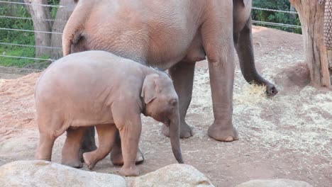 adult and baby elephant in a zoo enclosure