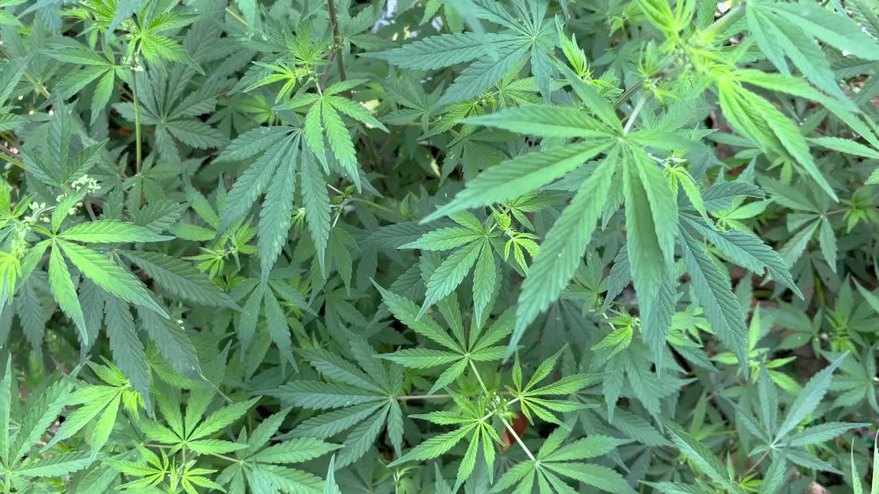 These are the cannabis plants whose fruits are used to make an intoxicant and the leaves are used to make an intoxicating drink.