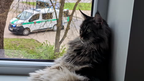 norwegian forest cat relaxing by the window inside the house with view of parked ambulance outside