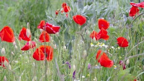 Kopfschmerzen,-Headwark,-Klatschmohn-Mit-Glockenbohnen-Auf-Dem-Feld