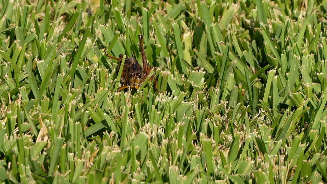 Eastern lubber grasshopper crawling through the grass