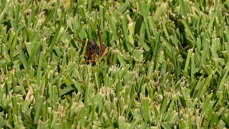 eastern lubber grasshopper crawling through the grass
