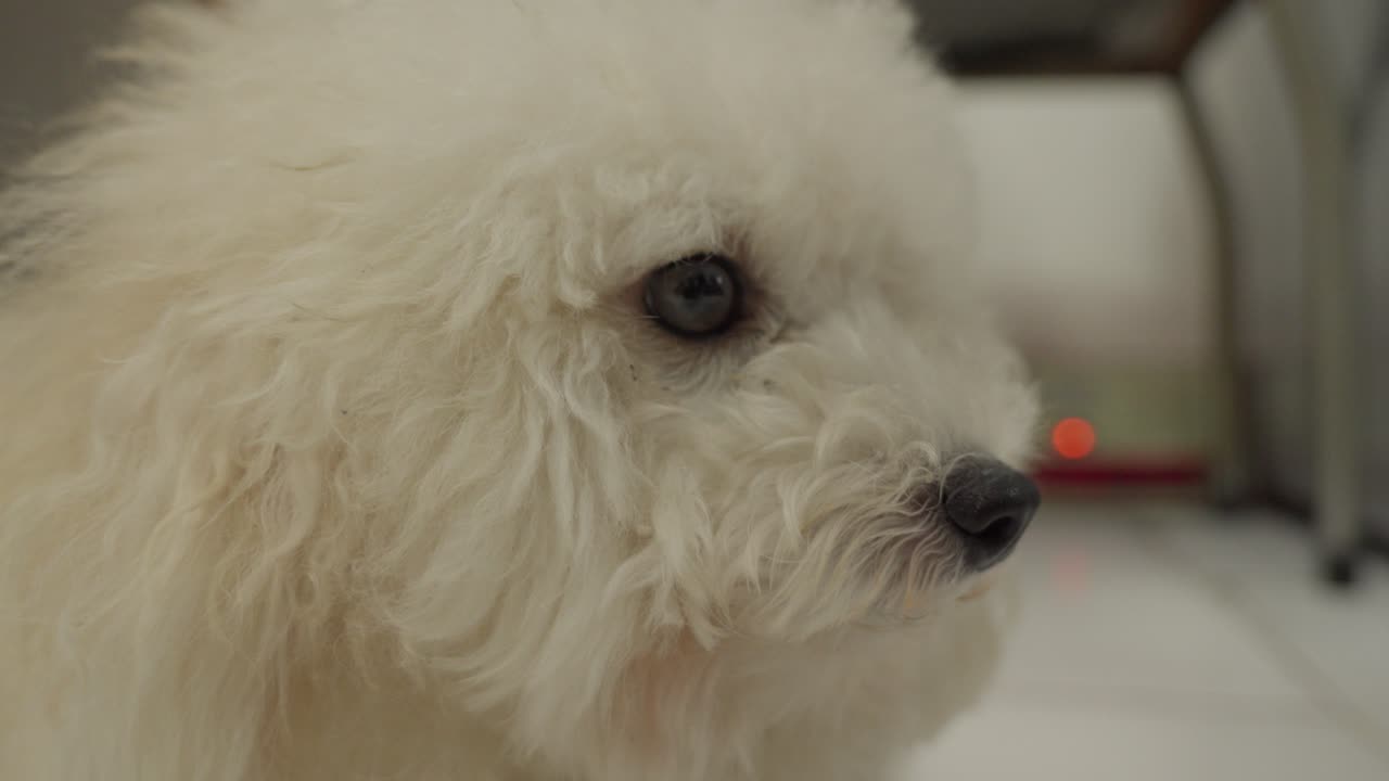 Toy Poodle's contemplative look is highlighted as camera closes in