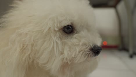 toy poodle's contemplative look is highlighted as camera closes in