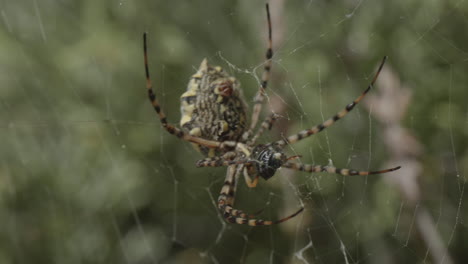 крупный желтый паук поедает муху на паутине, вид argiope lobata, при этом видны брюшко, спинномозговой аппарат, клыки или педипальпы