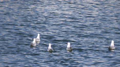 seagulls interacting and diving in water