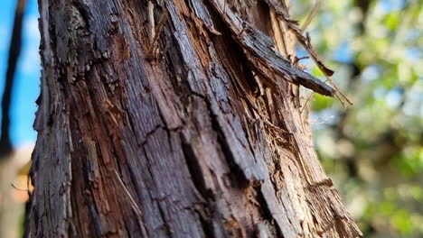 Cerca-De-La-Corteza-De-Un-árbol-Viejo-Detalle-Textura-Del-Fondo