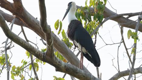 Raising-its-head-up-while-looking-down,-Asian-Woolly-necked-Stork-Ciconia-episcopus,-Near-Threatened,-Thailand