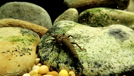 stonefly nymph crawling on a rock in a trout stream, moving away from camera