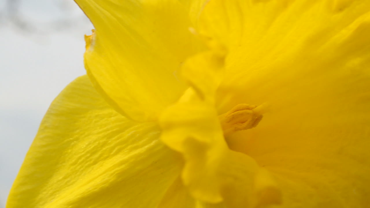 Forårsblomster