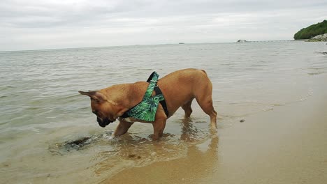 french bulldog have a nice time on seasite