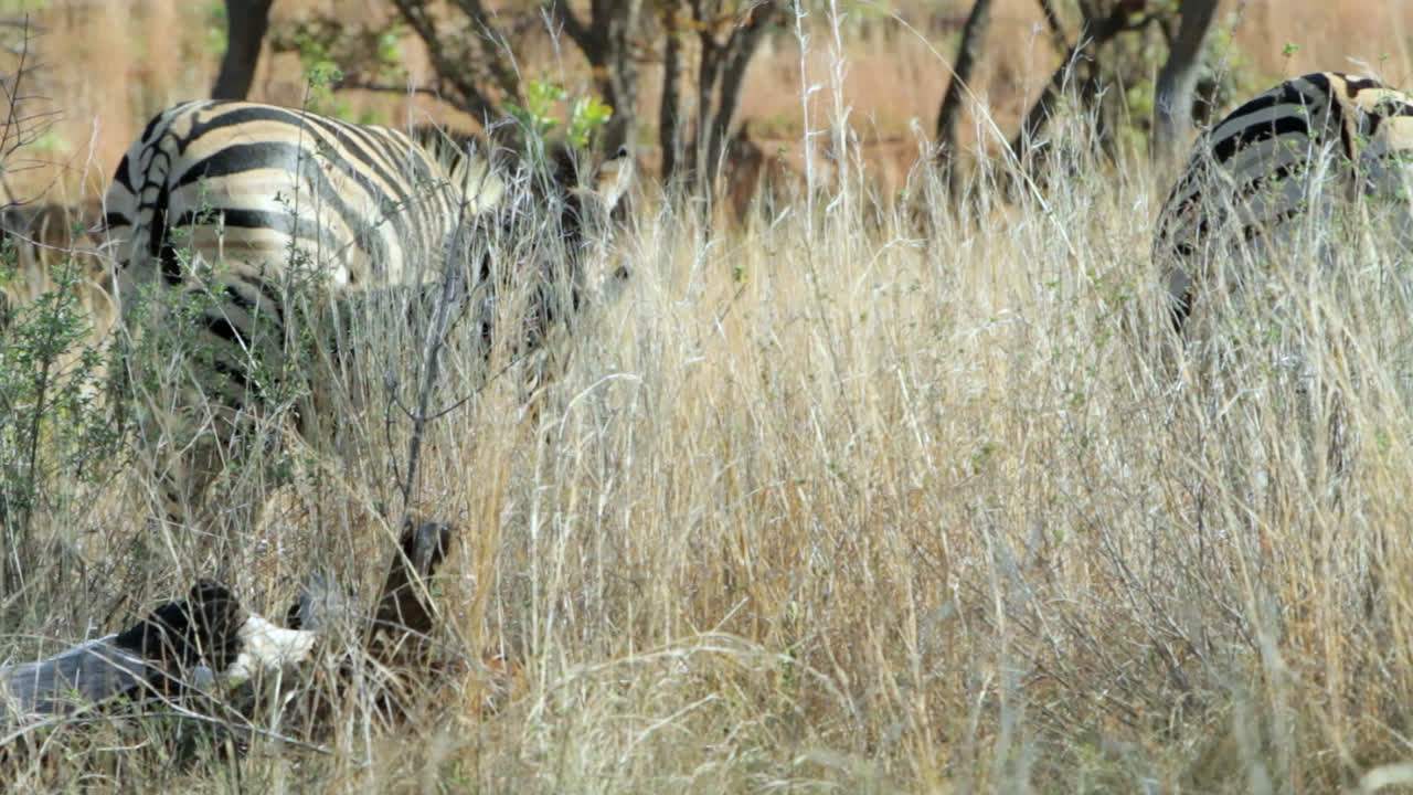 Baby and mother zebra standing behind tall grass in the bush of South Africa. They have the distinct brown or so called shadow stripes