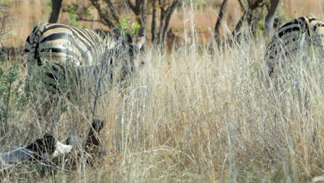 baby and mother zebra standing behind tall grass in the bush of south africa. they have the distinct brown or so called shadow stripes