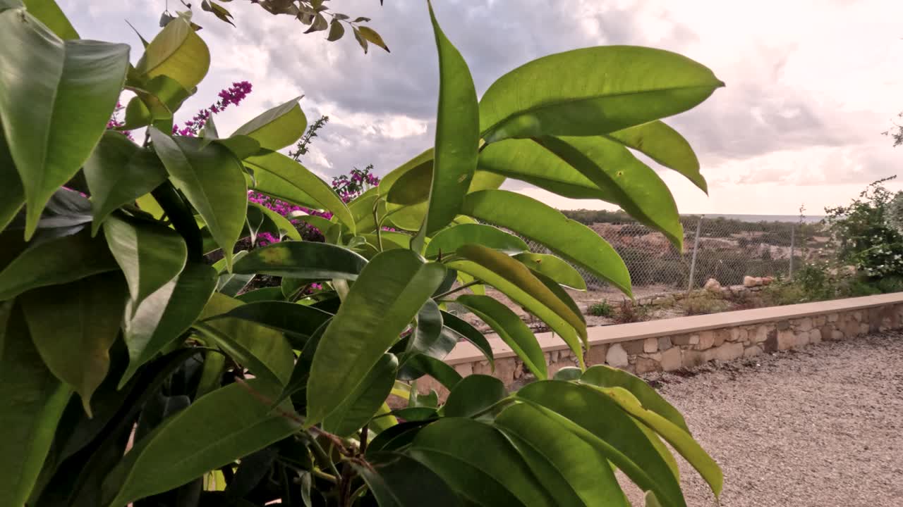 A câmera mostra plantas e flores ao longo de um caminho de pedra. Montanhas podem ser vistas no plano de fundo sob um céu com nuvens. A luz do sol brilha sobre a vegetação.