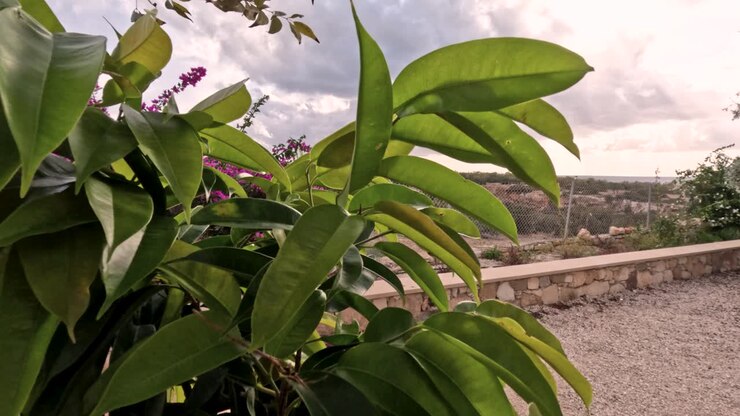 La camera mostra piante e fiori lungo un sentiero di pietra. In lontananza si possono vedere le montagne sotto un cielo nuvoloso. La luce del sole illumina il verde.