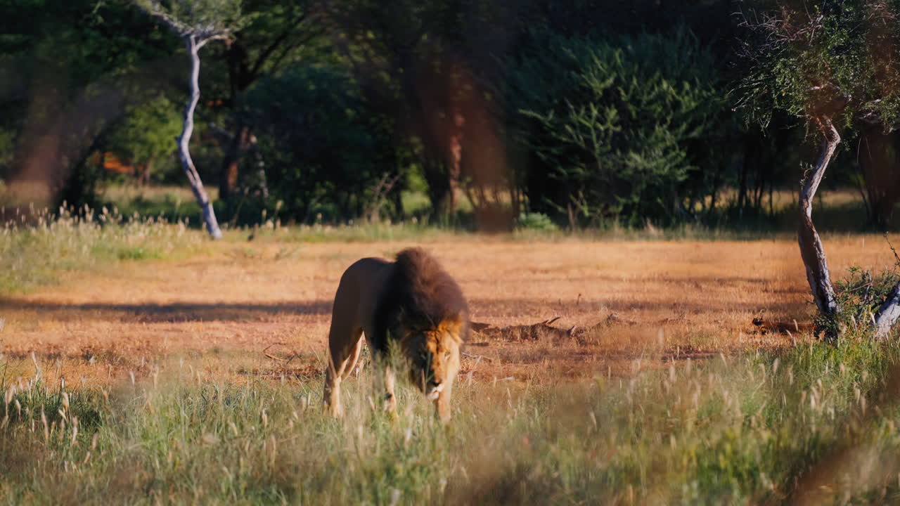 величественный лев на африканской саване