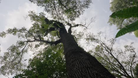 looking up at a tall tree in a lush forest