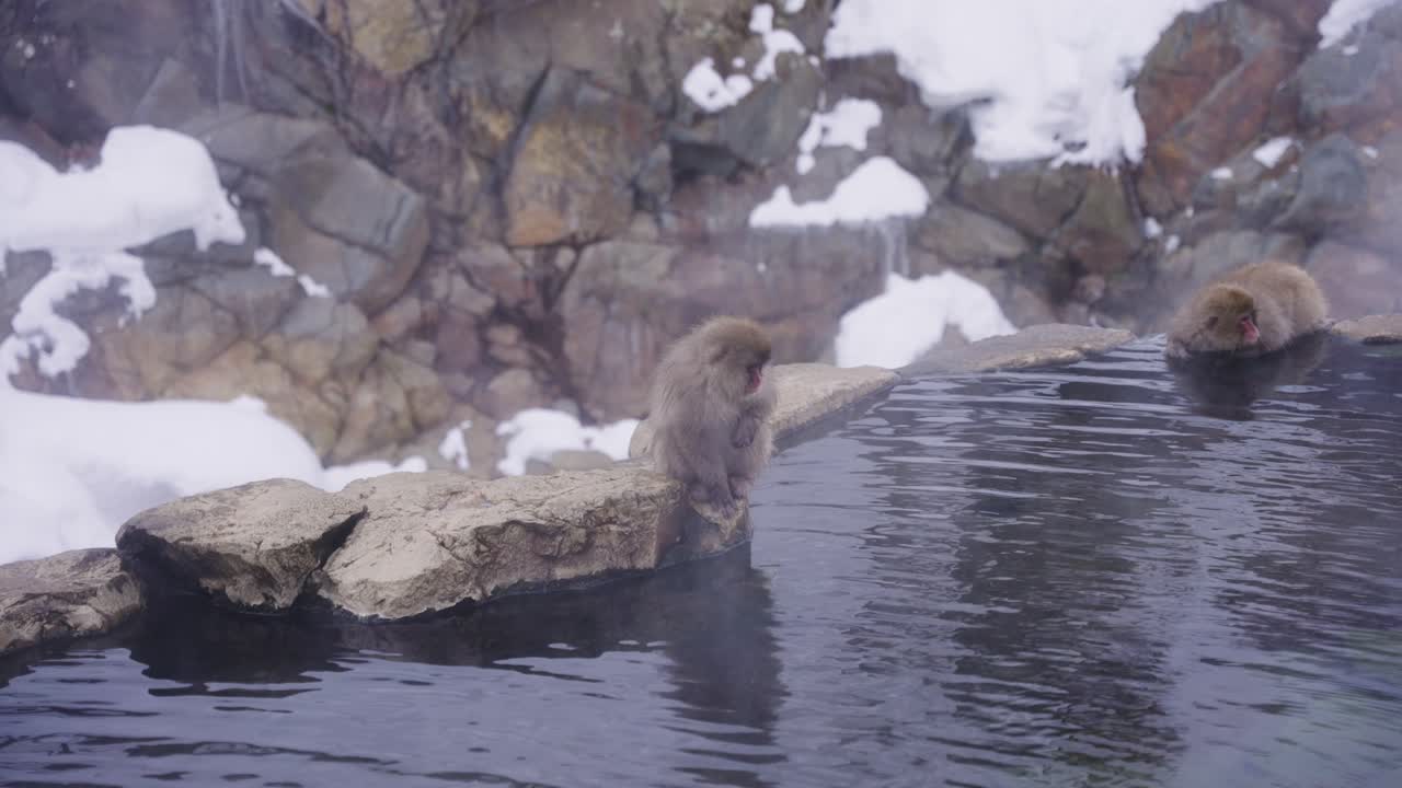 monos de nieve japoneses disfrutando de las aguas termales en invierno