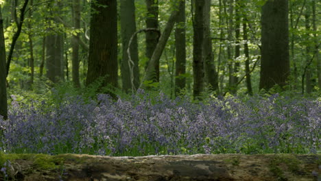 mystical picturesque forest with bluebell flowers as carpet on forest floor at sunrise in germany