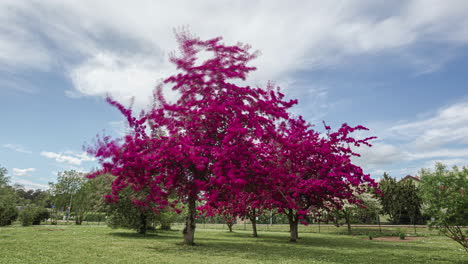 sakura optimistic vibes of a purple apple tree landscape timelapse