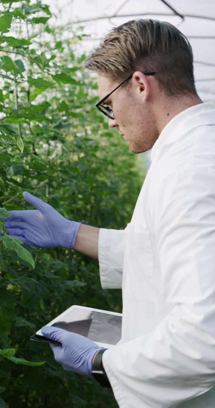 Agricultural Scientist Inspecting Tomato Plants in Greenhouse