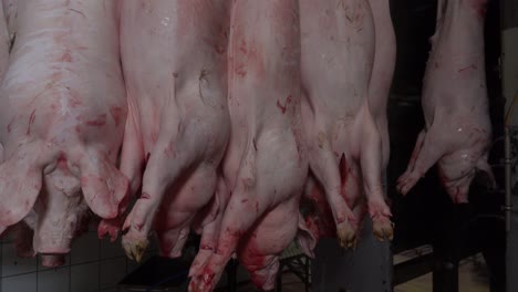 pigs in hanging in the process of cleaning in slaughterhouse