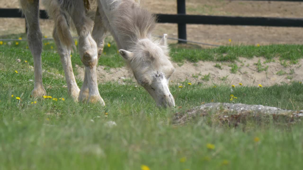 camello hambriento comiendo hierba verde en cautiverio - tiro medio de mano