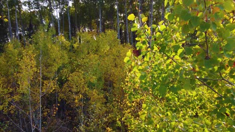 Deciduous-trees-with-their-orange-leaves