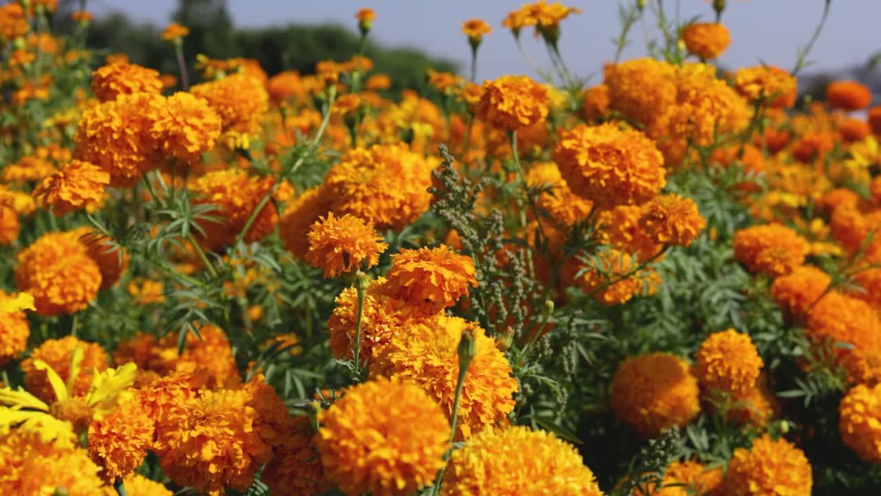 imágenes en primer plano de una vibrante plantación de flores de caléndula