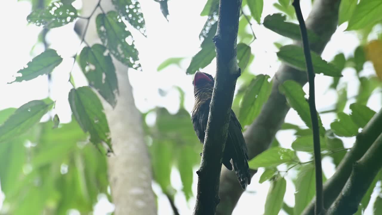 더스키 브로드빌, 코리돈 수마트라누스, 유네스코 세계 문화 유산, 카엥 크라찬 국립 공원, 태국