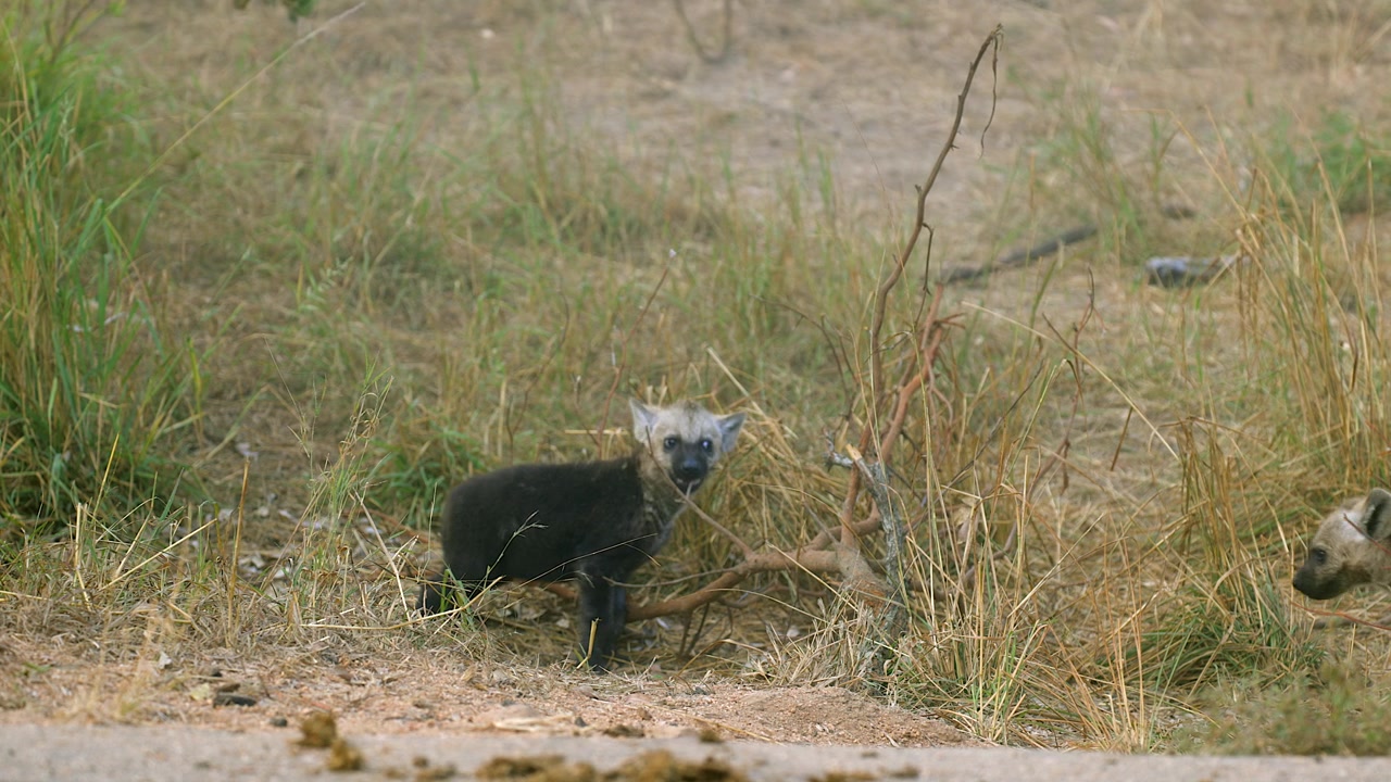 Anak hyena kecil yang menggemaskan mengunyah ranting pohon di rumput pinggir jalan