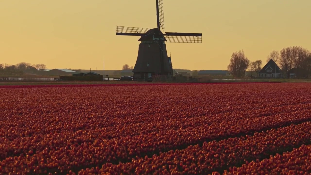 Tradizionale mulino a vento olandese che si erge su un campo di tulipani rossi al tramonto