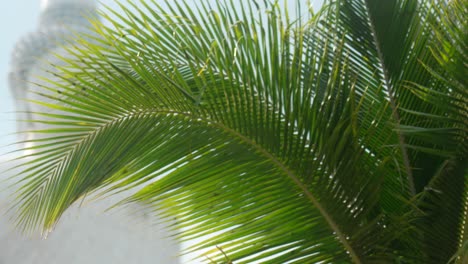 gong au grand bouddha phuket thaïlande feuilles de palmier