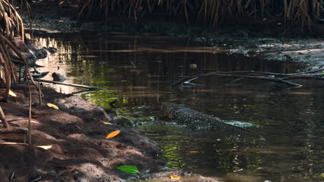 lagarto monitor en el arroyo del manglar