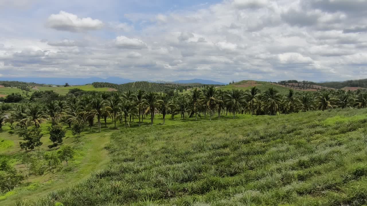 Uma vasta plantação apresenta coqueiros maduros prontos para a colheita. As fileiras são limpas, bem conservadas e altamente organizadas. Palmeiras verdejantes produzem uma colheita abundante nesta fazenda panorâmica.