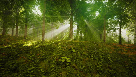 summer-fog-in-the-forest