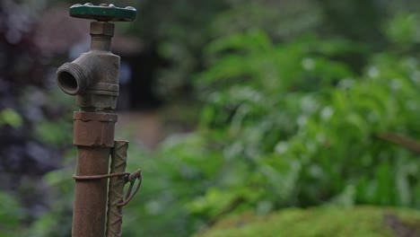 grifo de agua para regar tus plantas