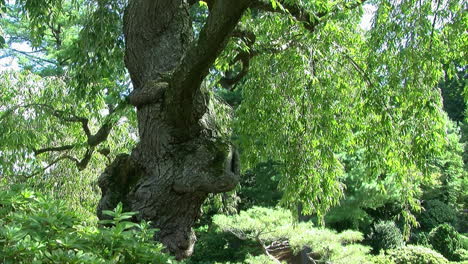 gnarly trunk of a weeping cherry tree in a japanese garden