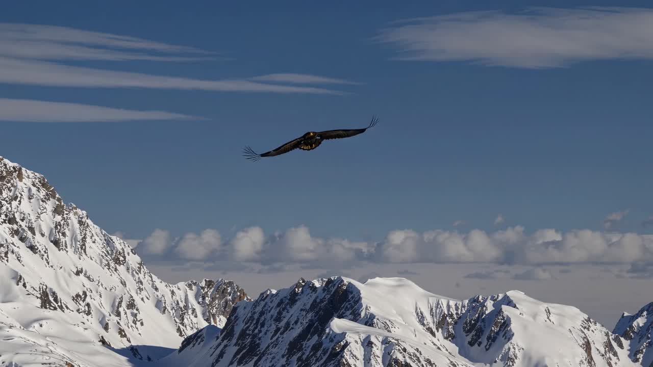 Aerial video shot of an eagle soaring over snow-capped mountains, capturing the majestic landscape