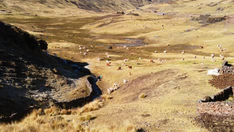 passenger point of view of alpacas and llamas grazing in the andes mountains of peru