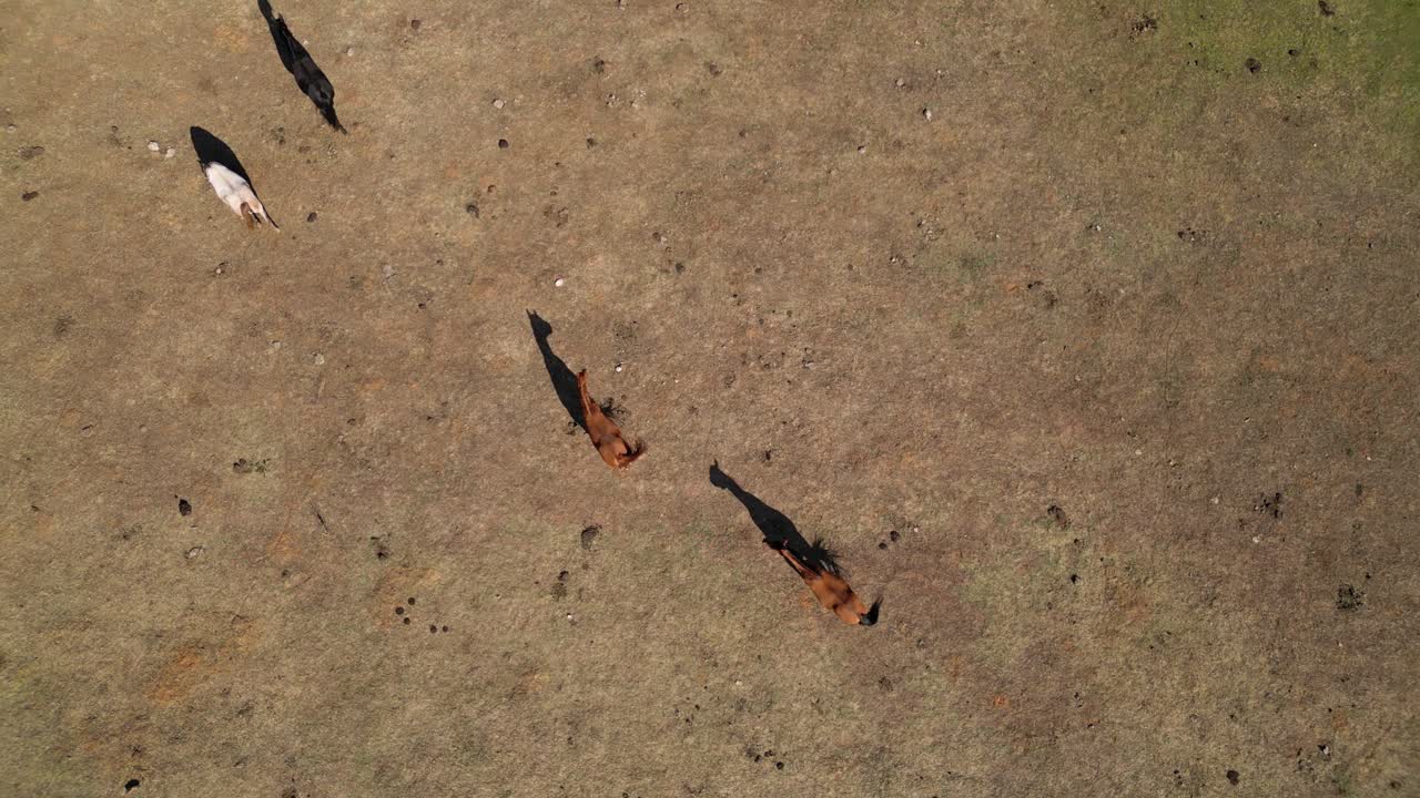 Horses grazing in countryside field aerial view
