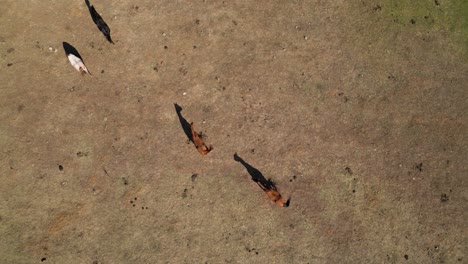 horses grazing in countryside field aerial view