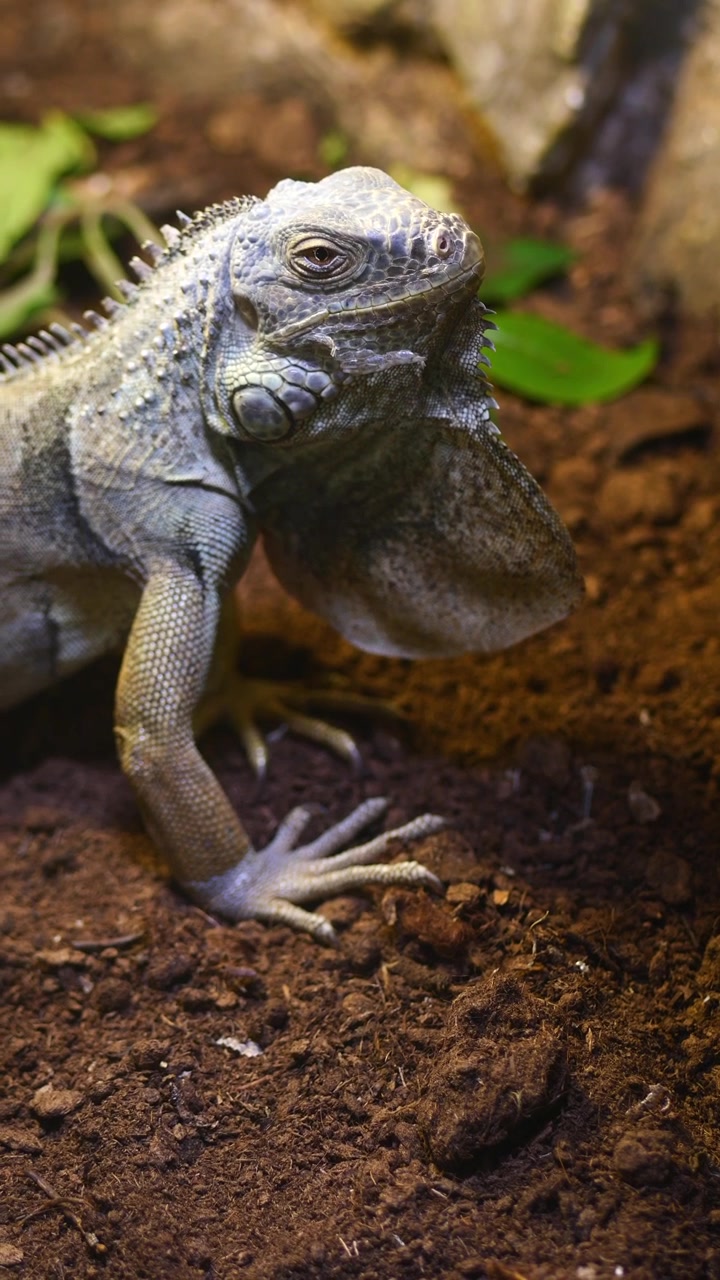 Iguana verde che riposa sul terreno in un terrario