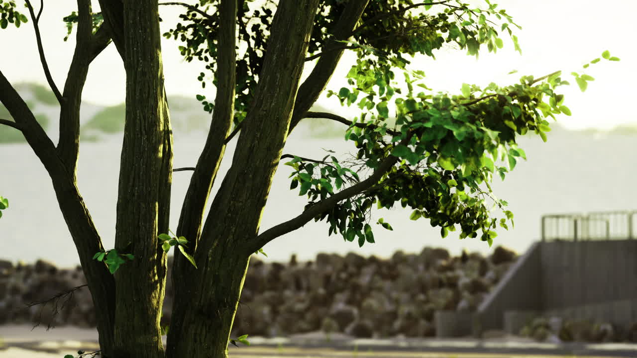 Beautiful tree beside a serene waterfront during golden hour light