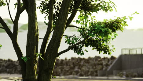 beautiful tree beside a serene waterfront during golden hour light